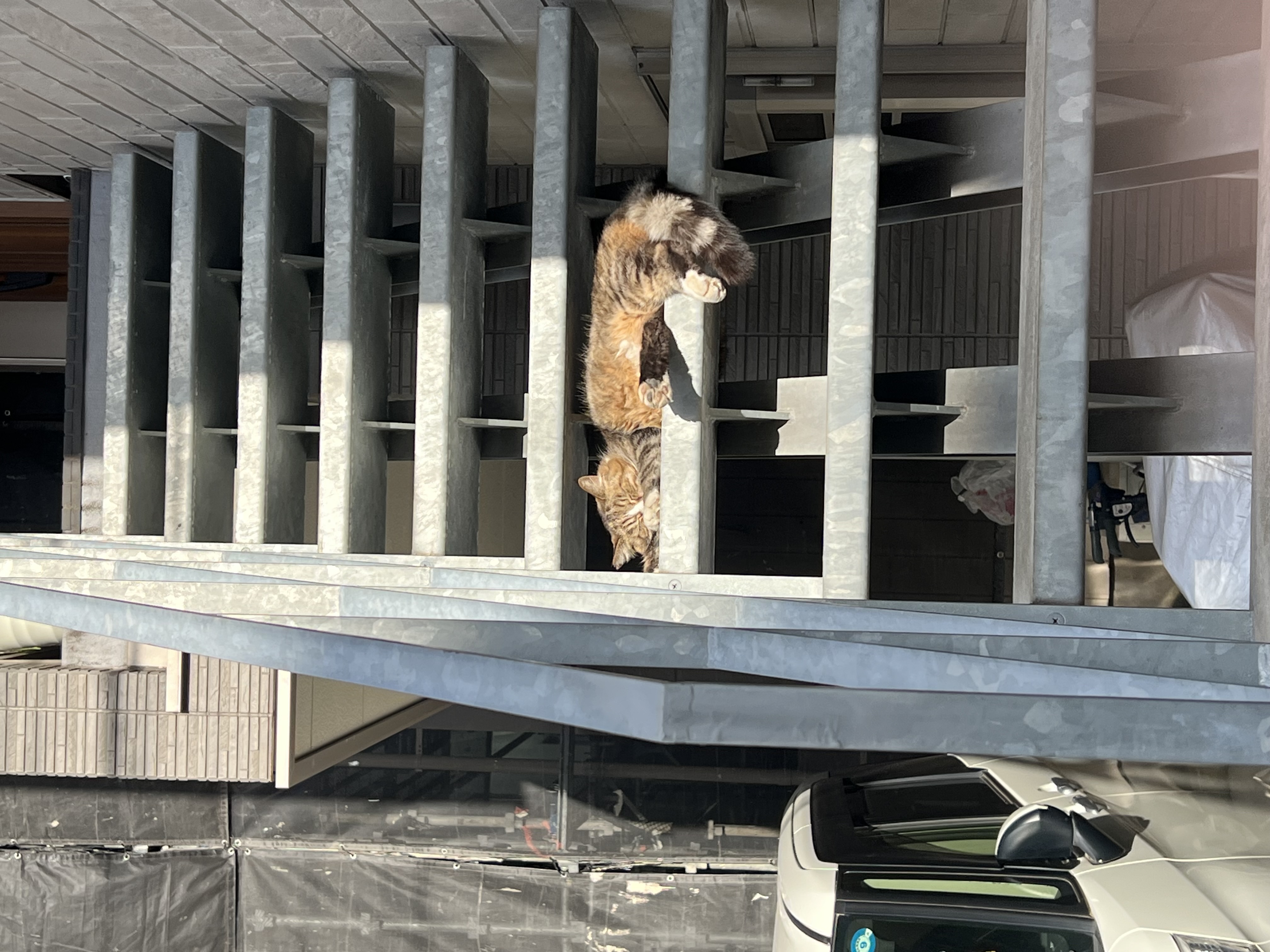 こんばんは、ゆうです🐱