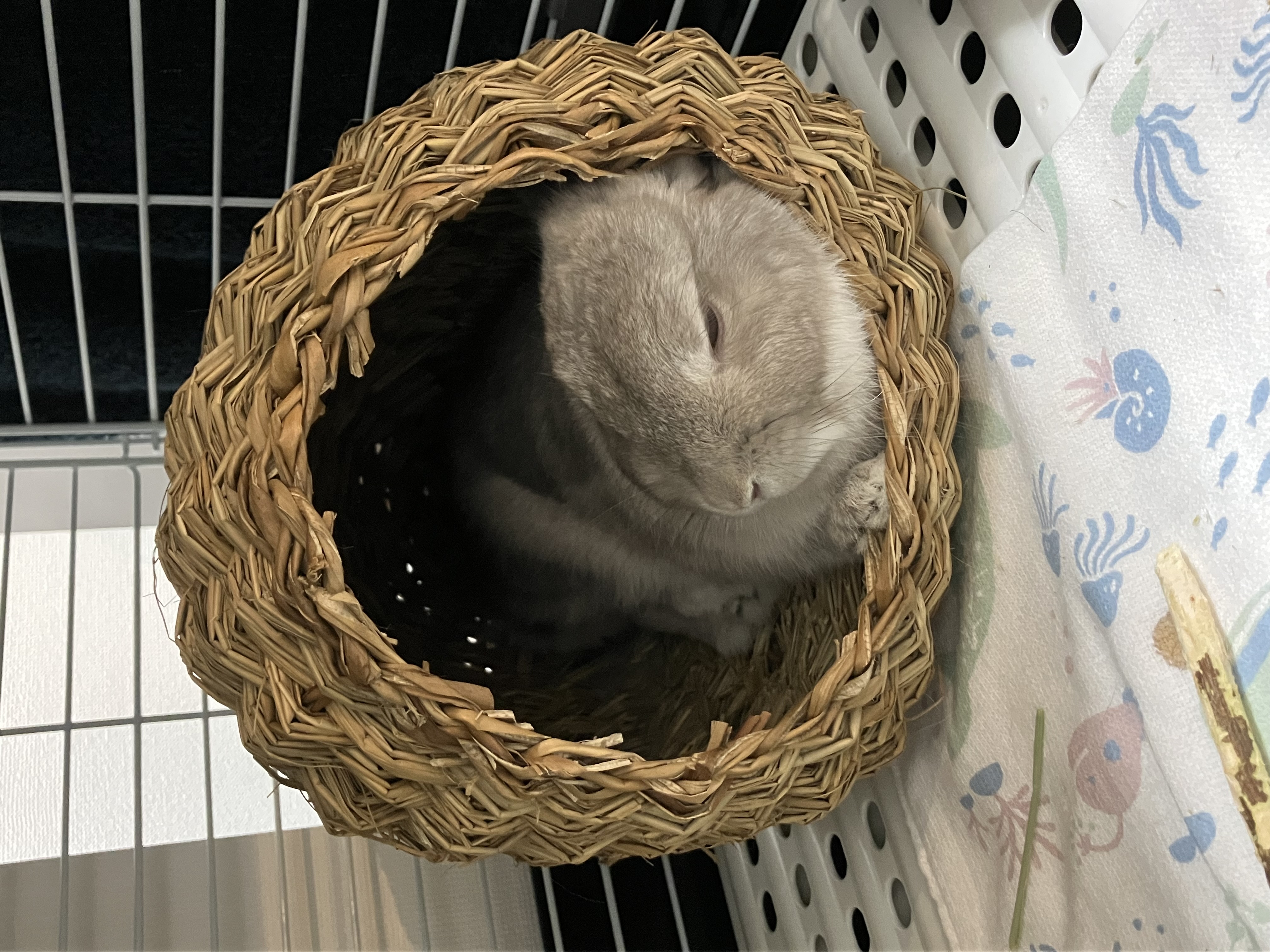 てのです！🐰