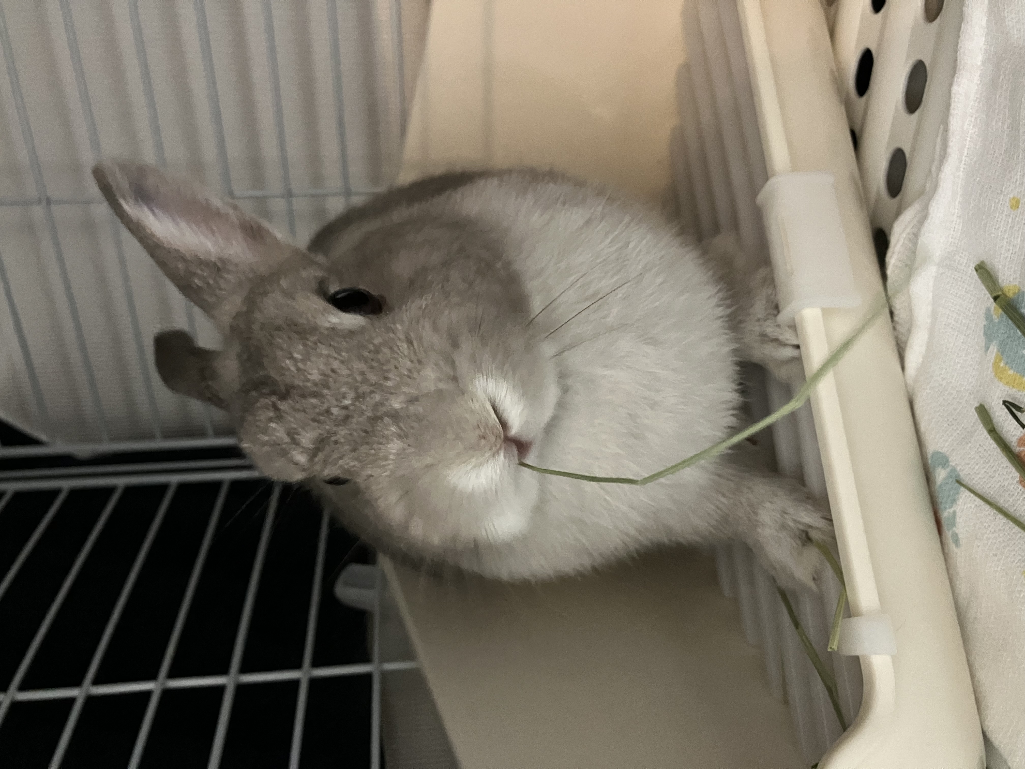 こんばんは！てのです🐰🎀⸝꙳