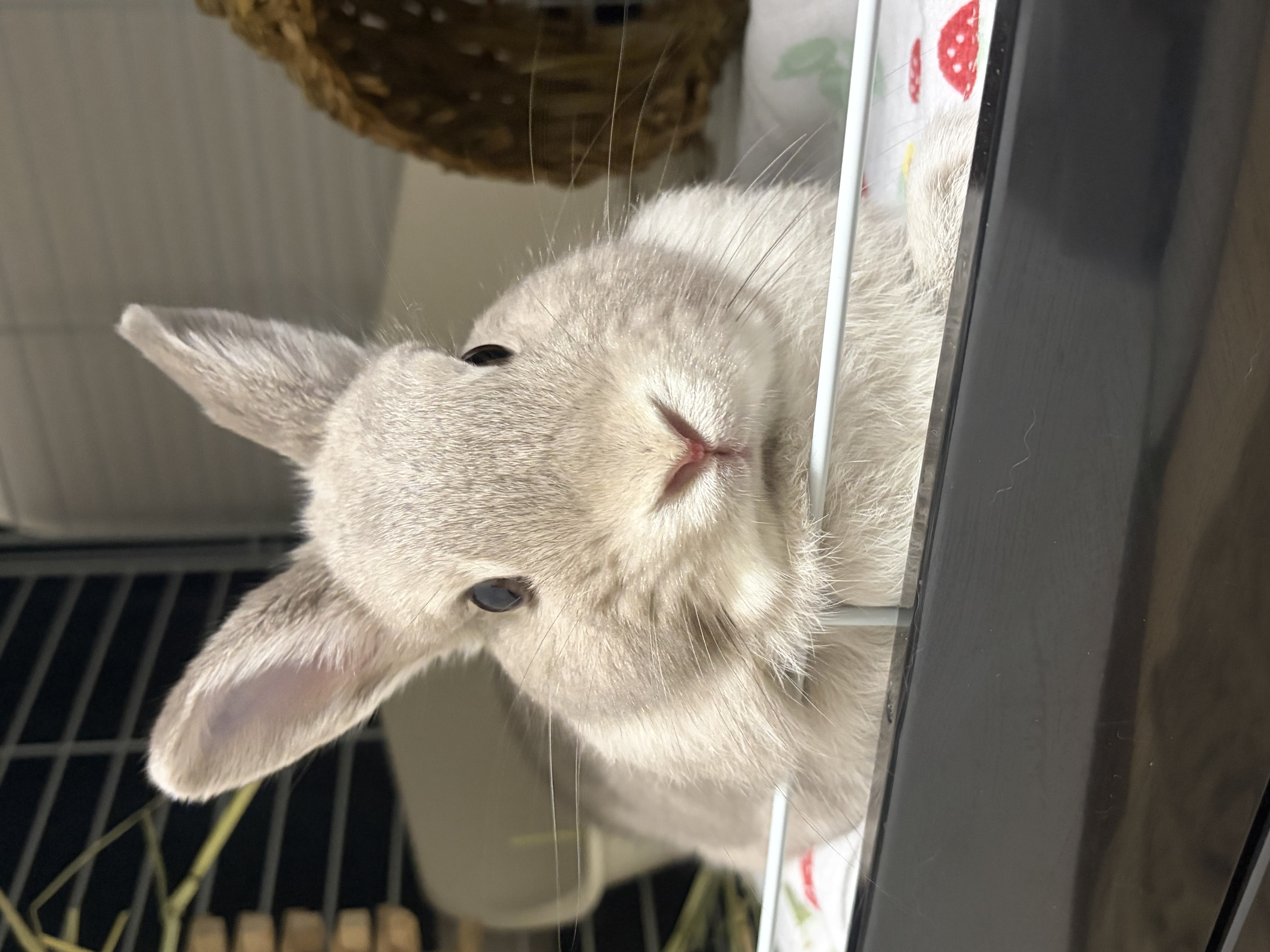 ての！🐰むぎ