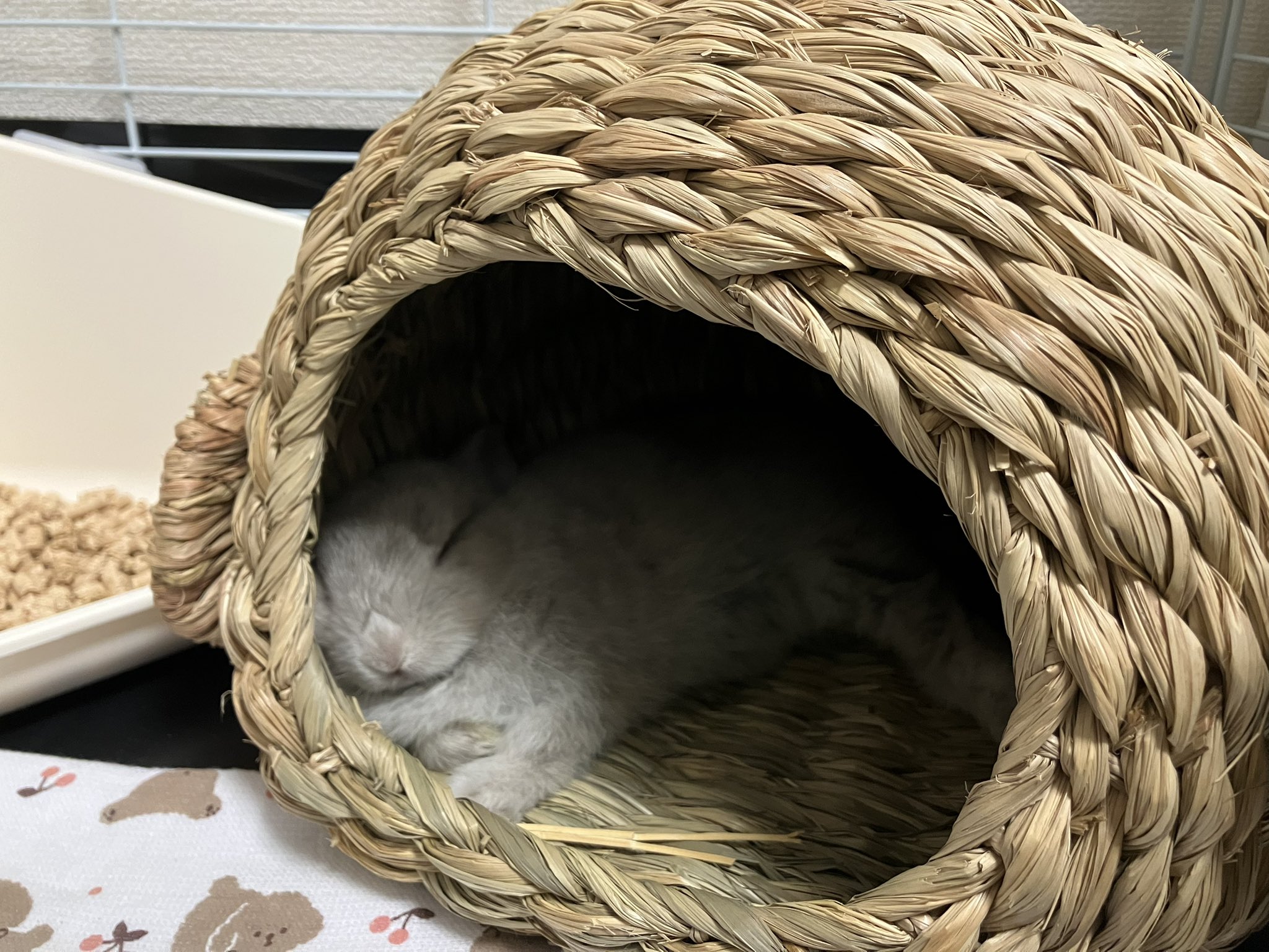てのです！！