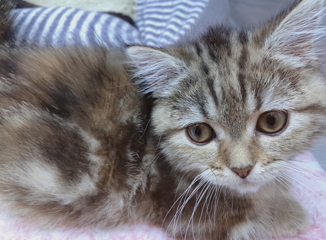 今日は猫の日〜🐈💜ユキ