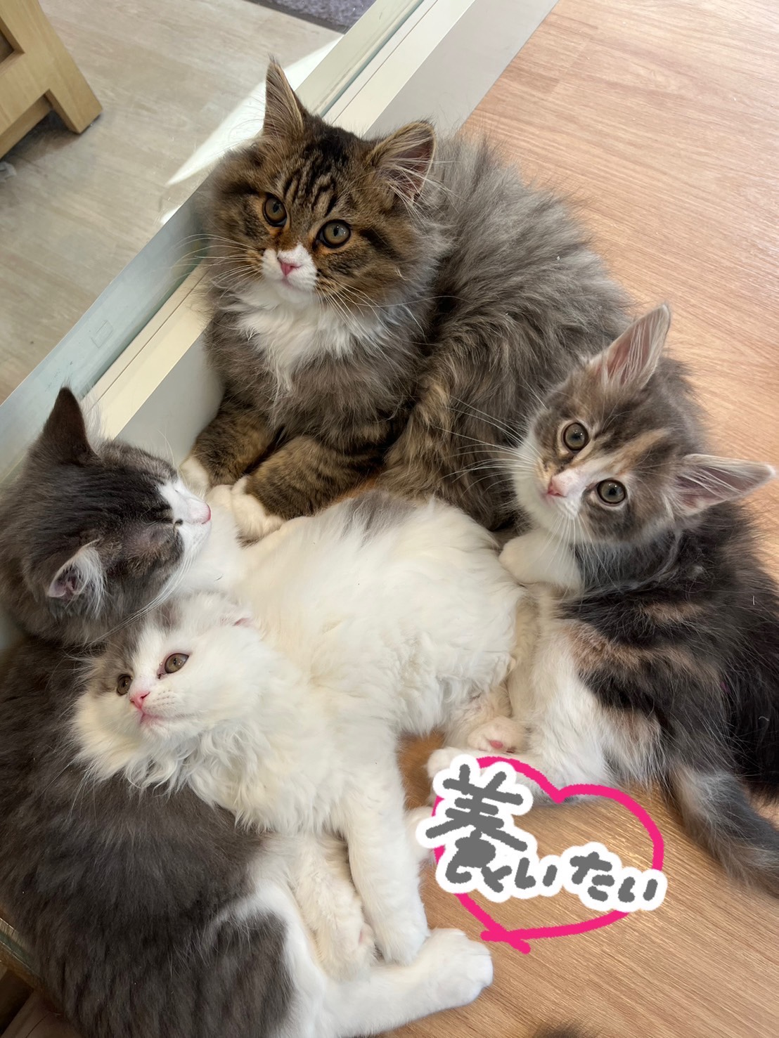 愛猫🐱💛ミオ