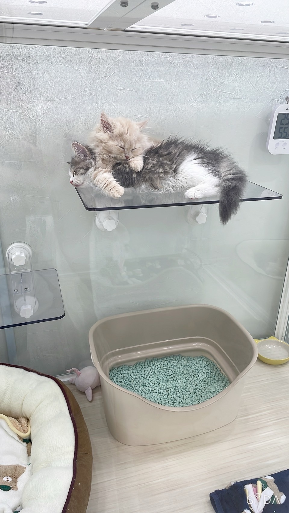 ぬこにゃん💛ミオ