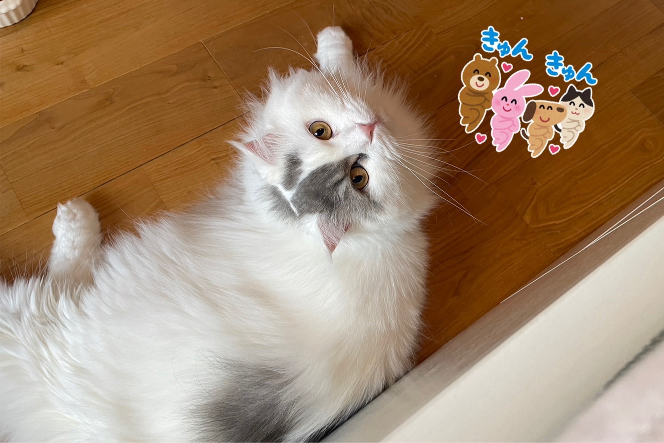 うちの子💙ミオ