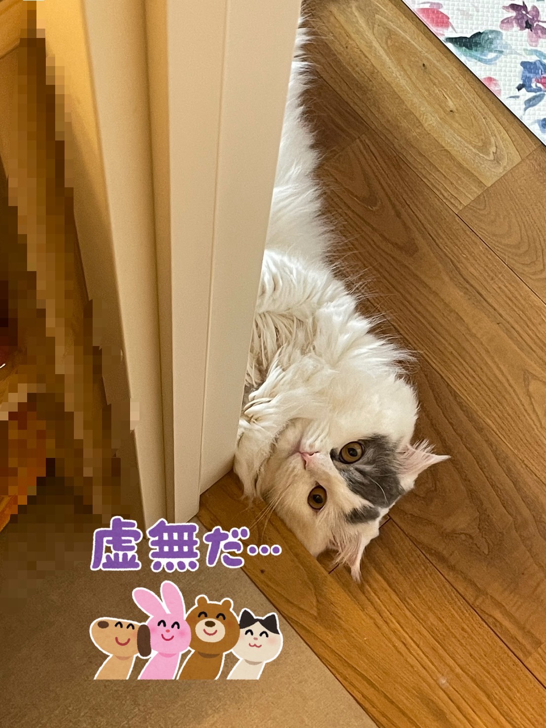 うちの子🐈‍⬛ミオ